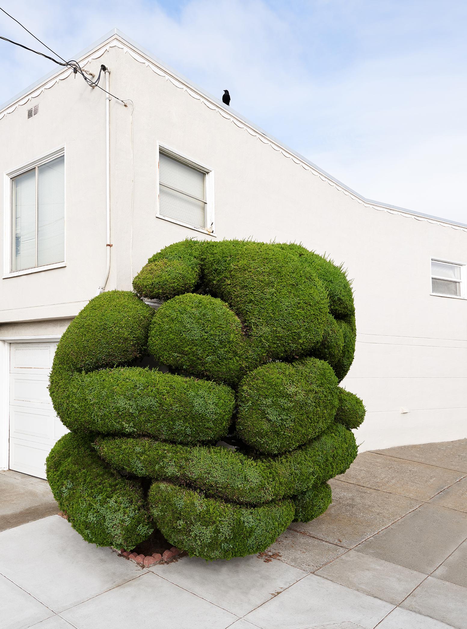 Frank Schott Landscape Print – Topiary V – Großformatfotografie eines ornamental geformten Baumes