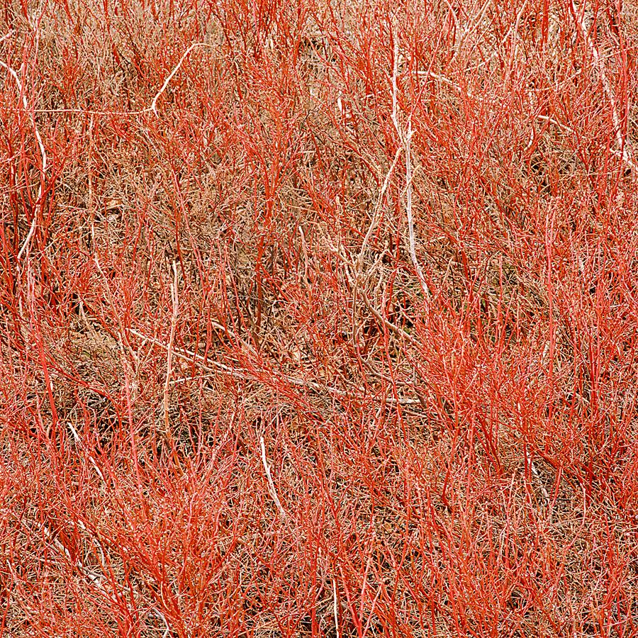 Frank Yamrus Landscape Photograph - coral brambles at the base of High Head, Truro