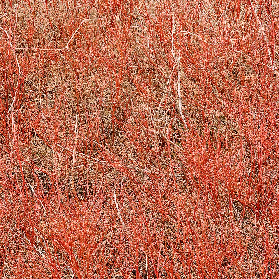 Frank Yamrus Color Photograph - coral brambles at the base of High Head, Truro