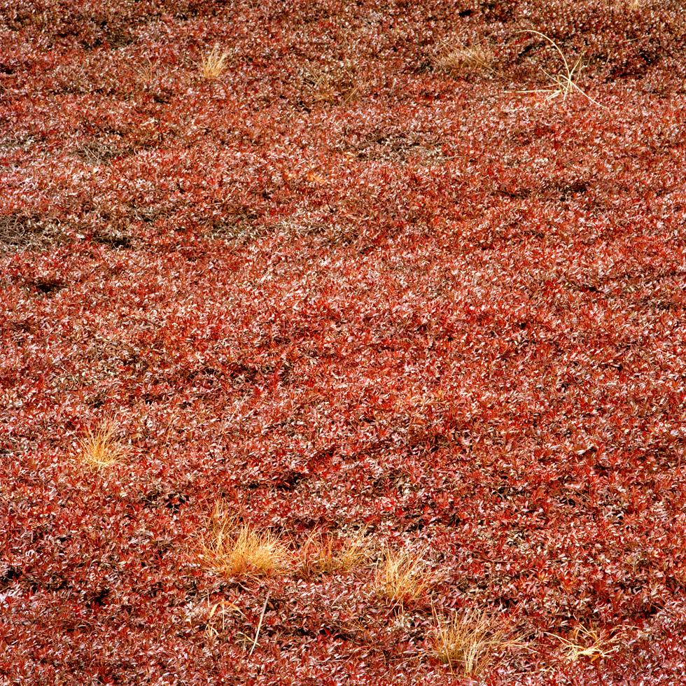 Frank Yamrus Landscape Photograph – shrubbery an der Seite von Route 6A, Truro