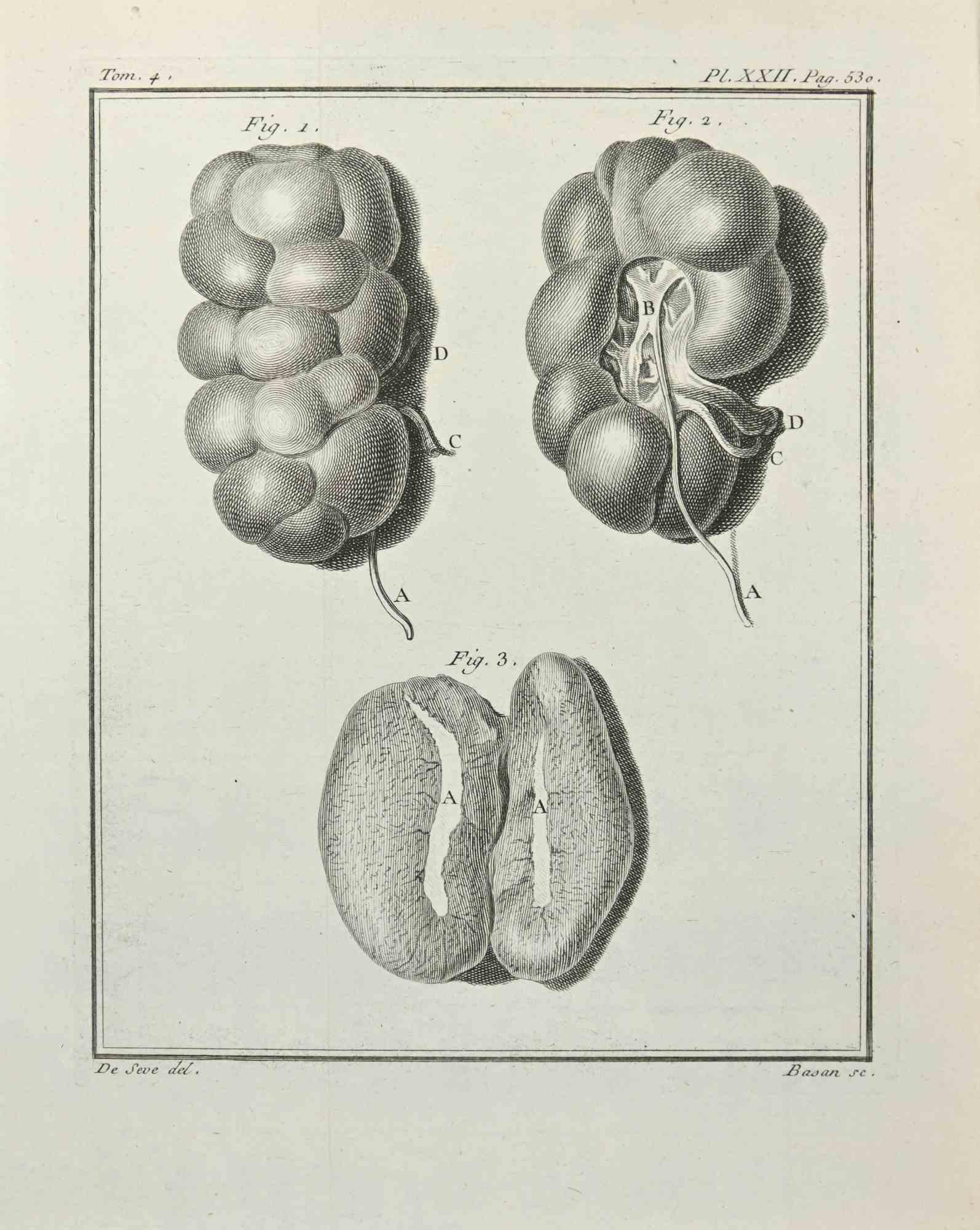 Anatomy - Etching by François Basan - 1771