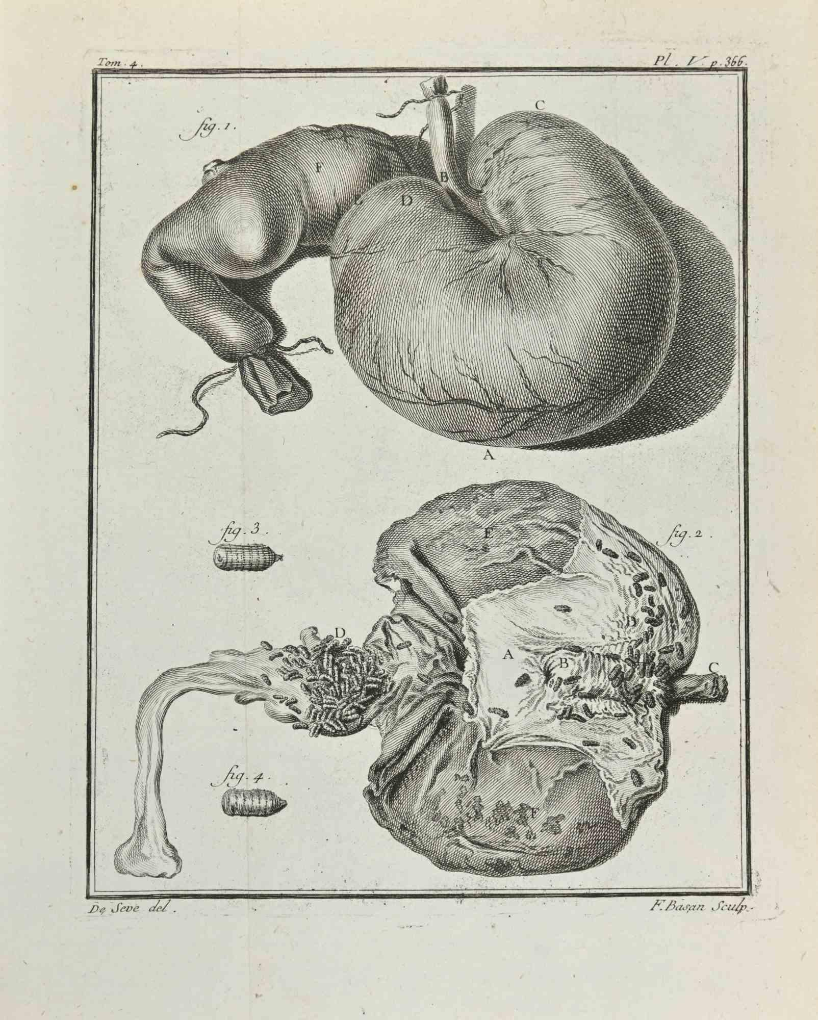 L'Anatomie des animaux est une gravure réalisée en 1771 par François Basan.

Il appartient à la suite "Histoire naturelle, générale et particulière avec la description du Cabinet du Roi".

Signature de l'Artistics gravée en bas à droite.

Bon état,