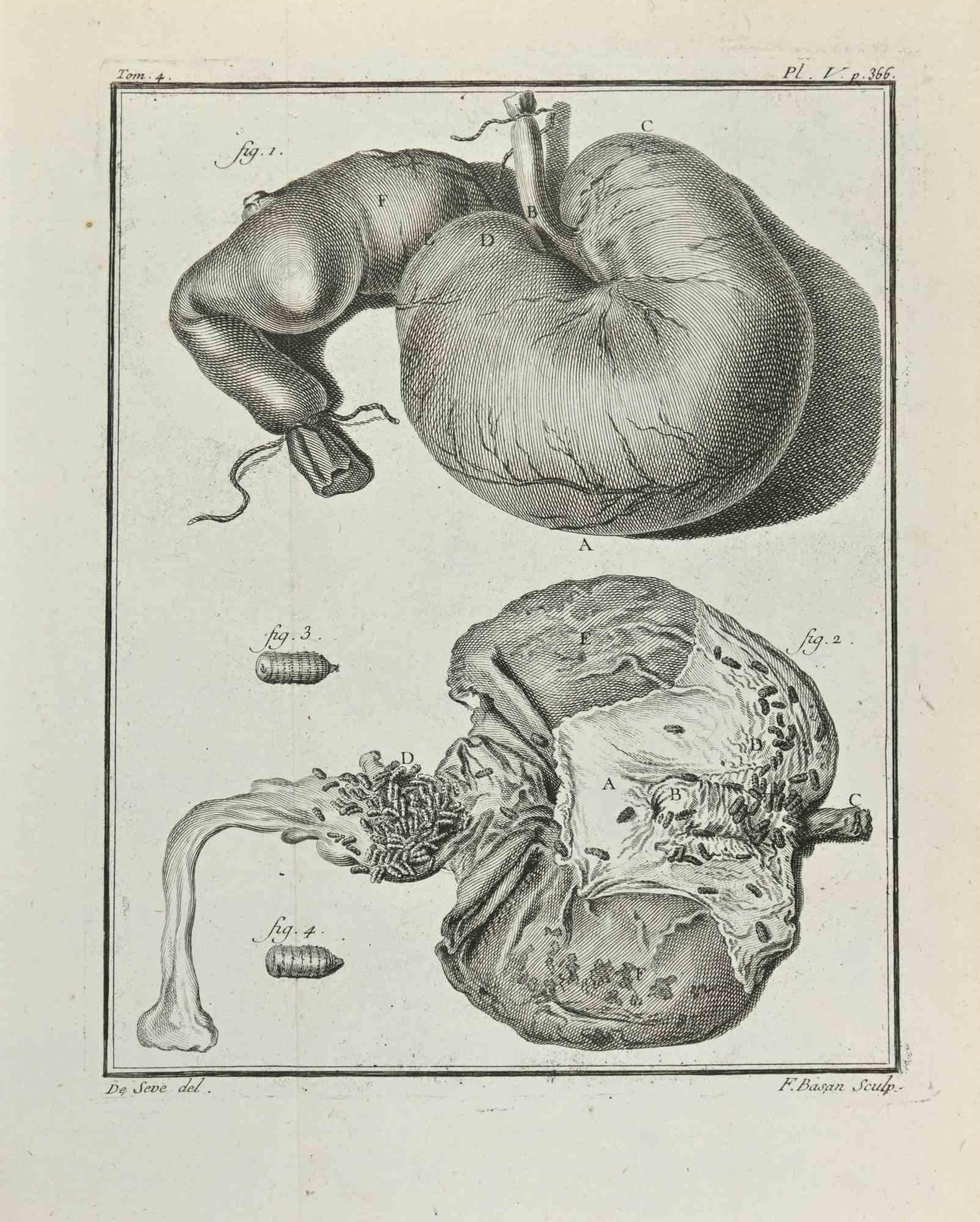 Anatomy of Animals - Etching by François Basan - 1771