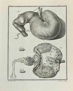 Antique Anatomy of Animals - Etching by François Basan - 1771