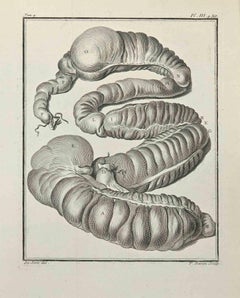 Anatomie der Tiere - Radierung von François Basan - 1771