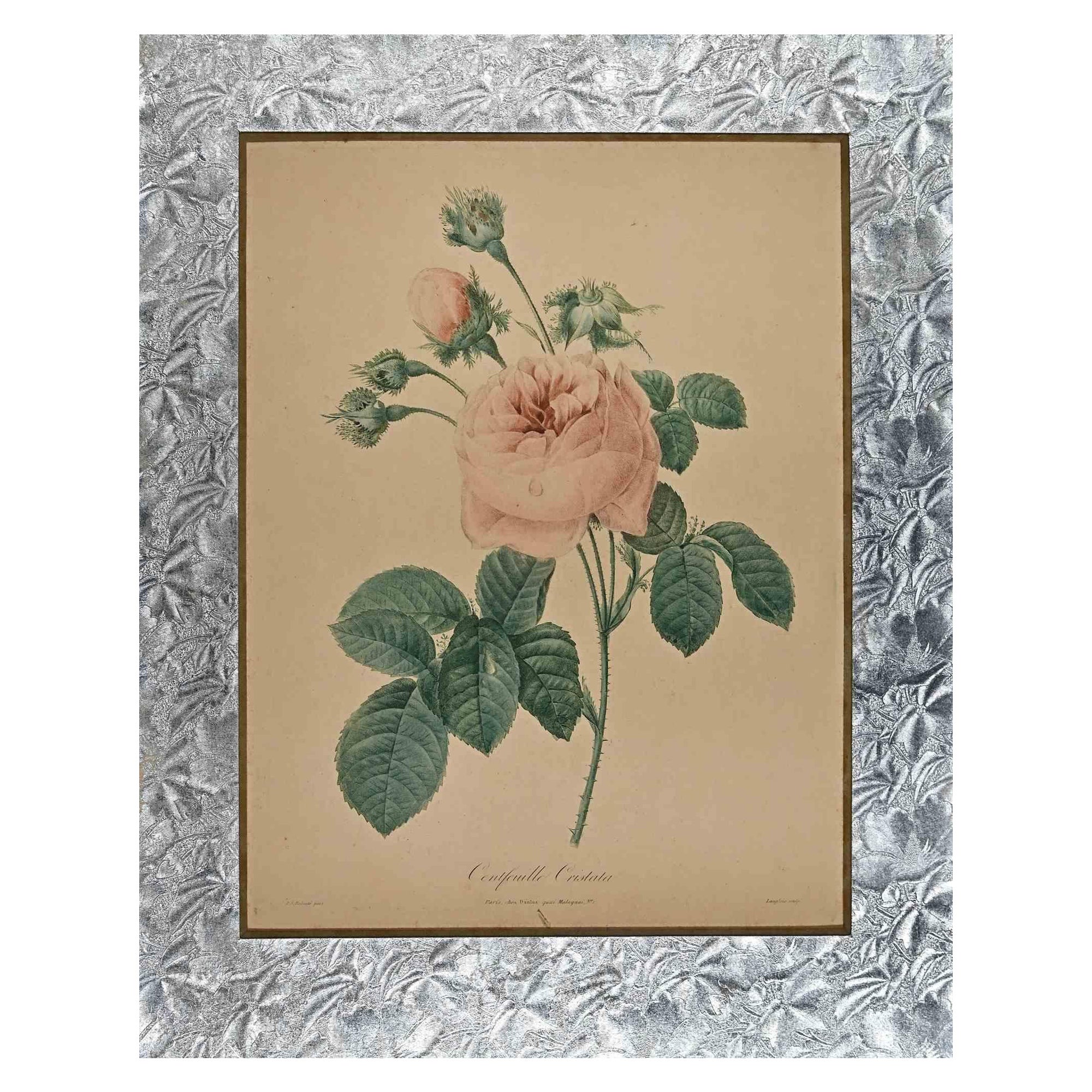 Rose è un'opera d'arte originale realizzata da François Langlois dopo Pierre-Joseph Redouté.

Non firmato.

Incisione originale.

Buone condizioni.

L'opera d'arte è contenuta in un passepartout.
