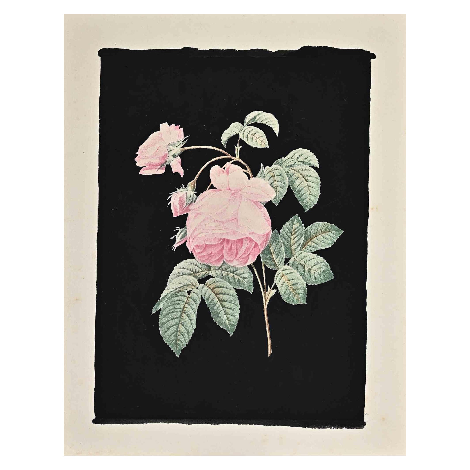 Rose - Acquaforte originale di François Langlois - XIX secolo