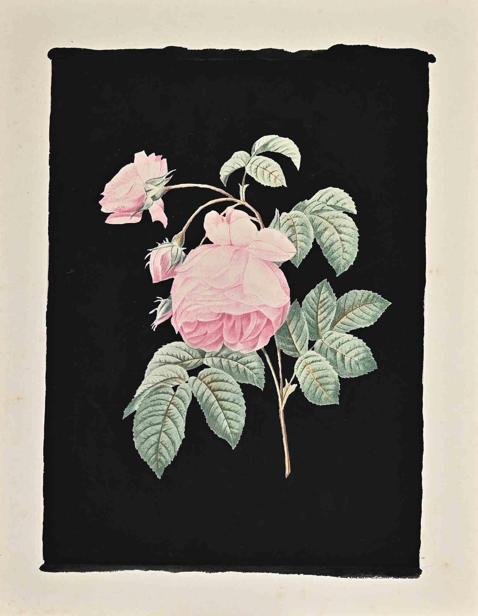 François Langlois - Roses - Original Etching by François Langlois ...