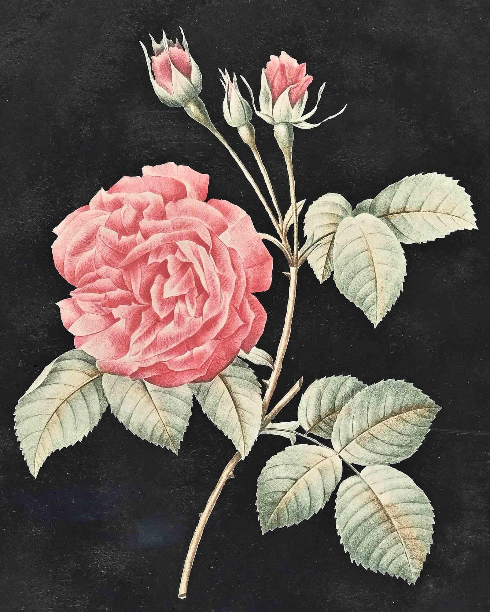 Roses is an original modern artwork realized by François Langlois in the 19th Century.

Mixed colored etching.

Includes passepartout and a frame in fair conditions (43.5 x 1.5 x 33.5 cm)