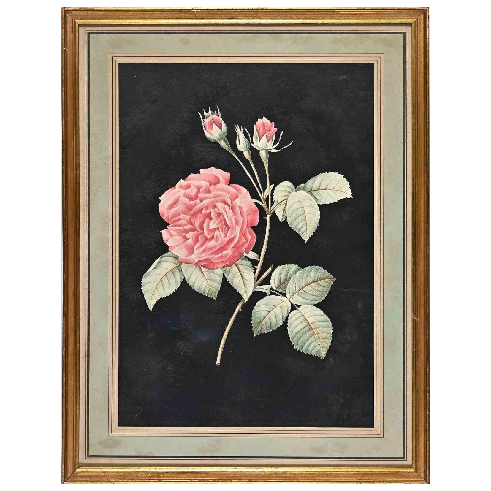 Rose - Acquaforte originale di François Langlois - XIX secolo