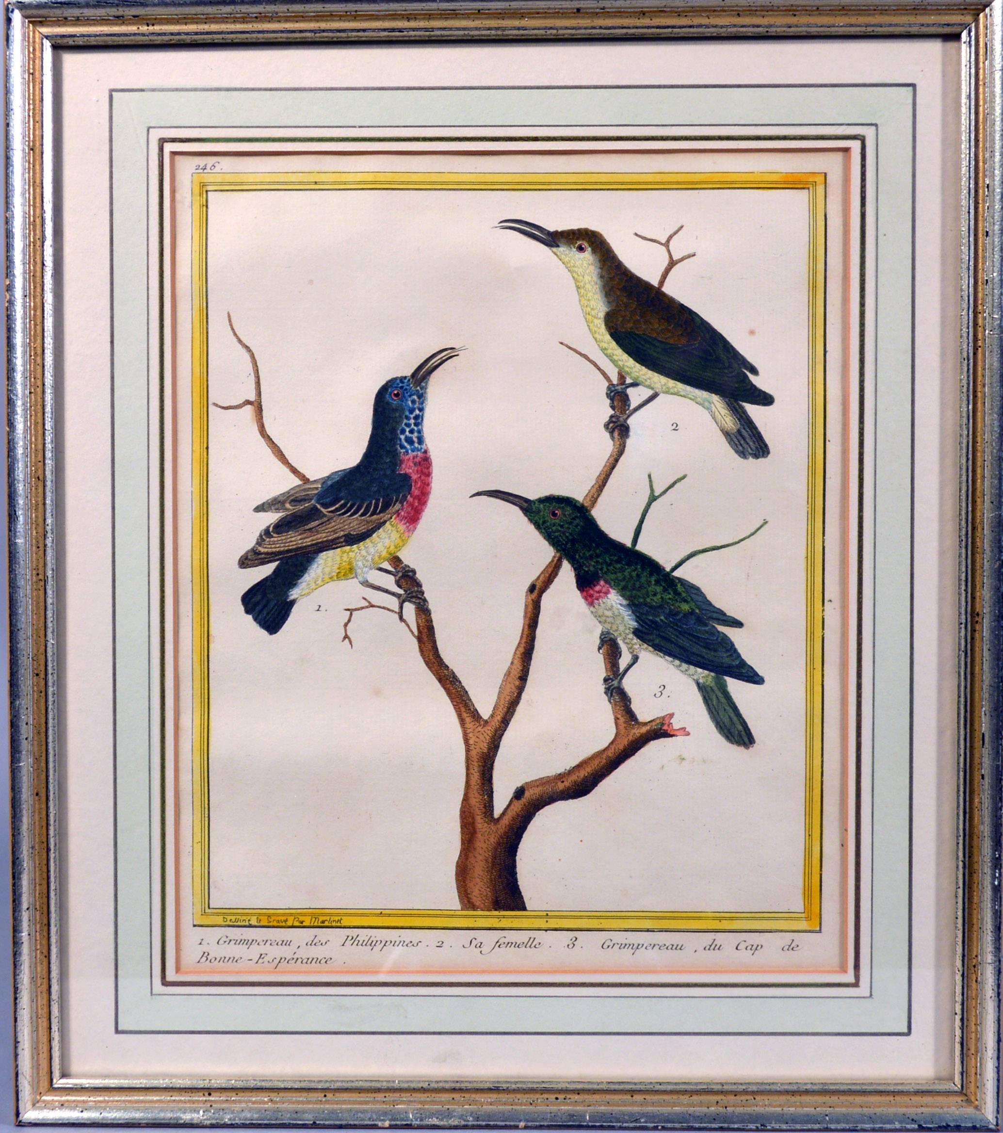 Georgian François Nicolas Martinet Engravings of Birds, Histoire Naturelle Des Oiseaux
