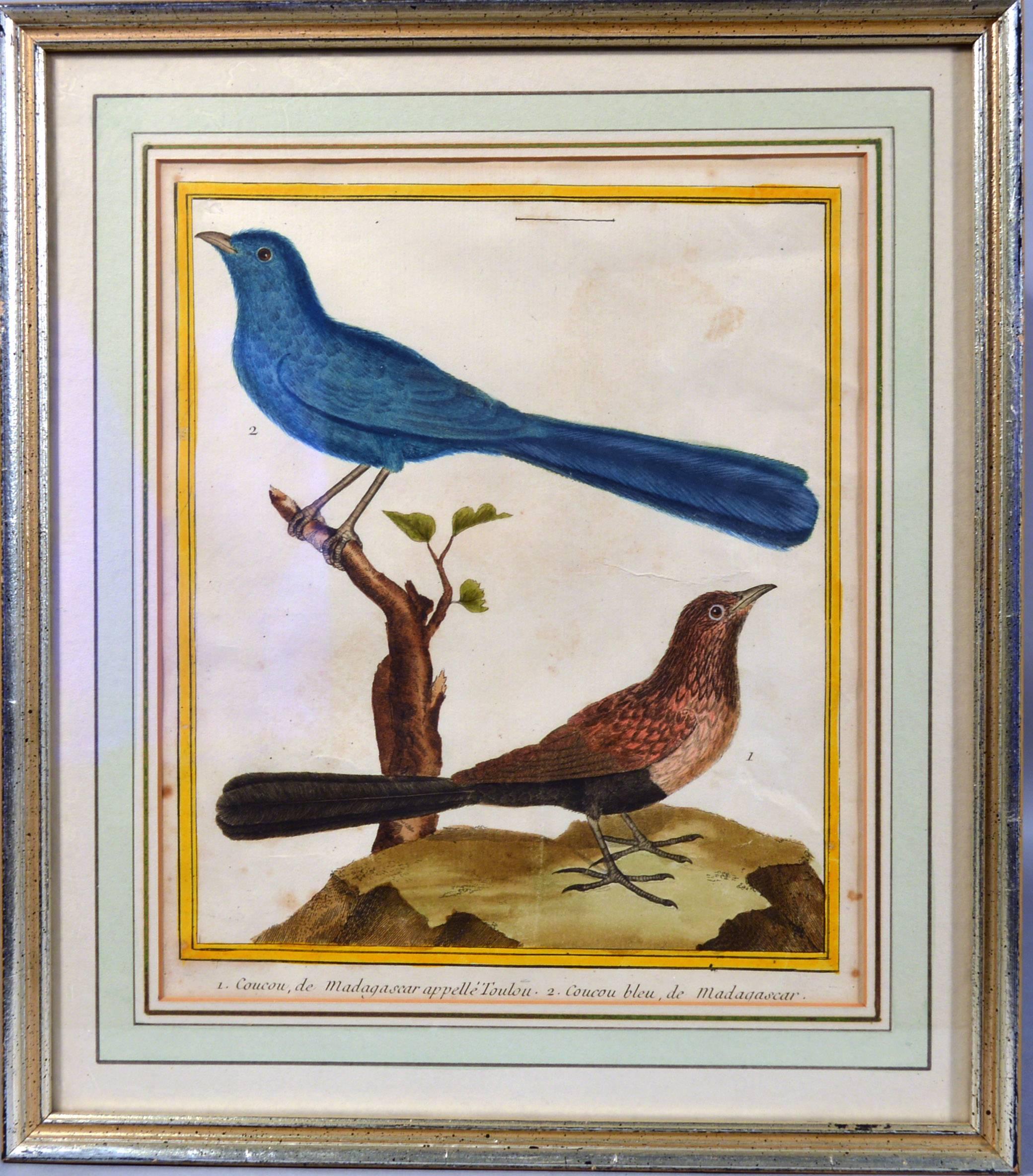 French François Nicolas Martinet Engravings of Birds, Histoire Naturelle Des Oiseaux