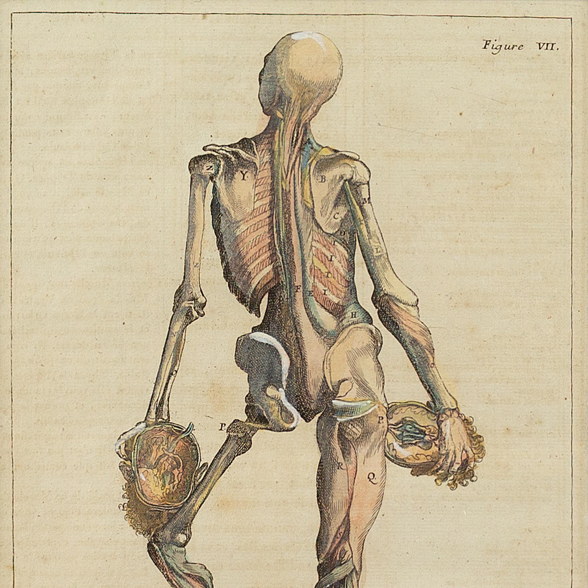 A fine hand-coloured anatomical engraving from François Tortebat’s (1616-1690) publication, Abrégé d’anatomie, Accommodé Avx Arts de Peintvre et de Scvlptvre. This particular version was published in 1760. Tortebat’s illustrations were based upon
