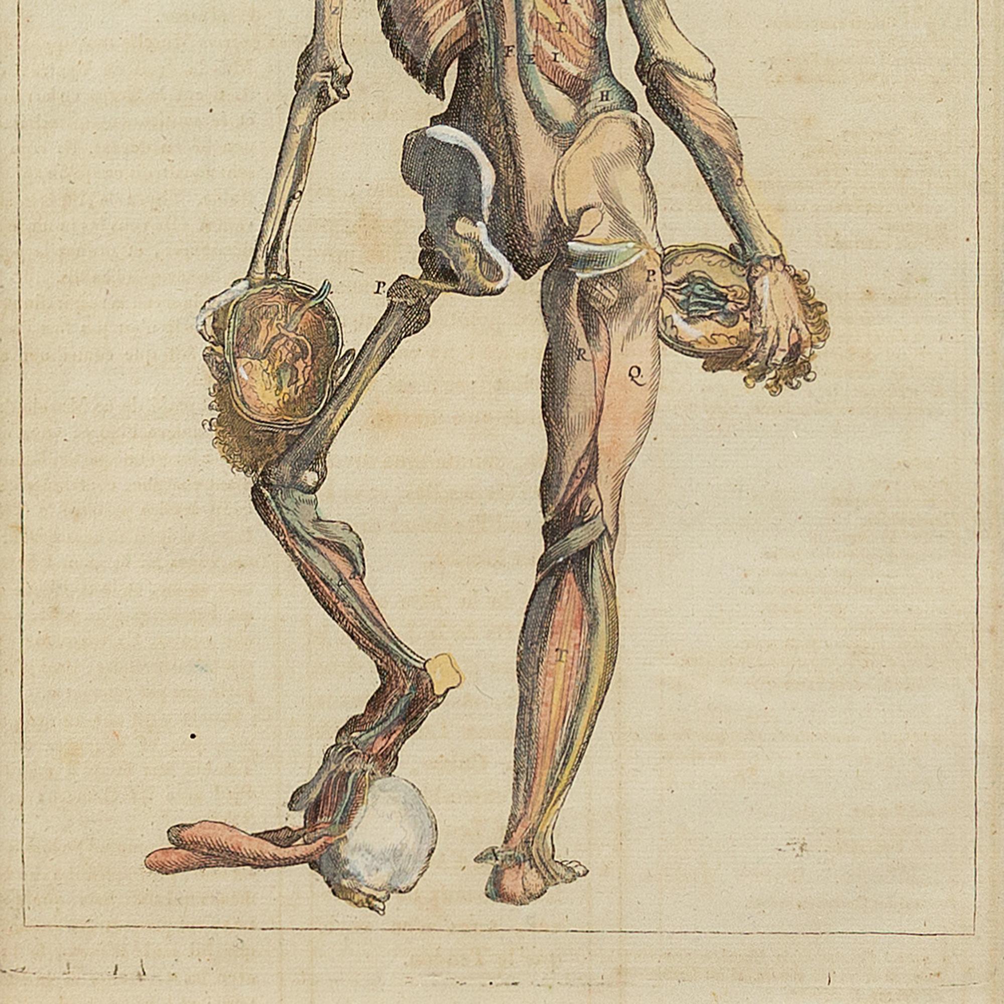 François Tortebat, 18th-Century Anatomical Engraving 1