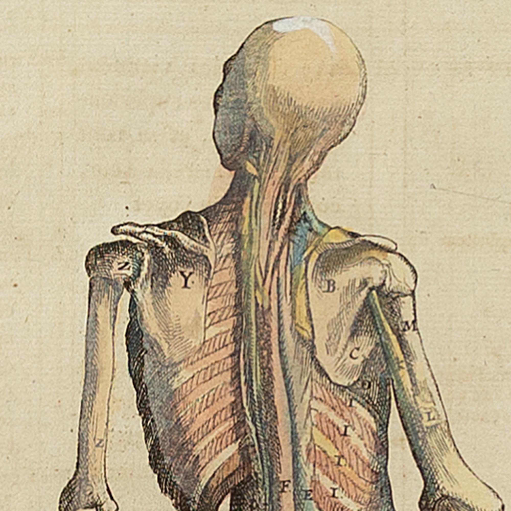 François Tortebat, 18th-Century Anatomical Engraving 2