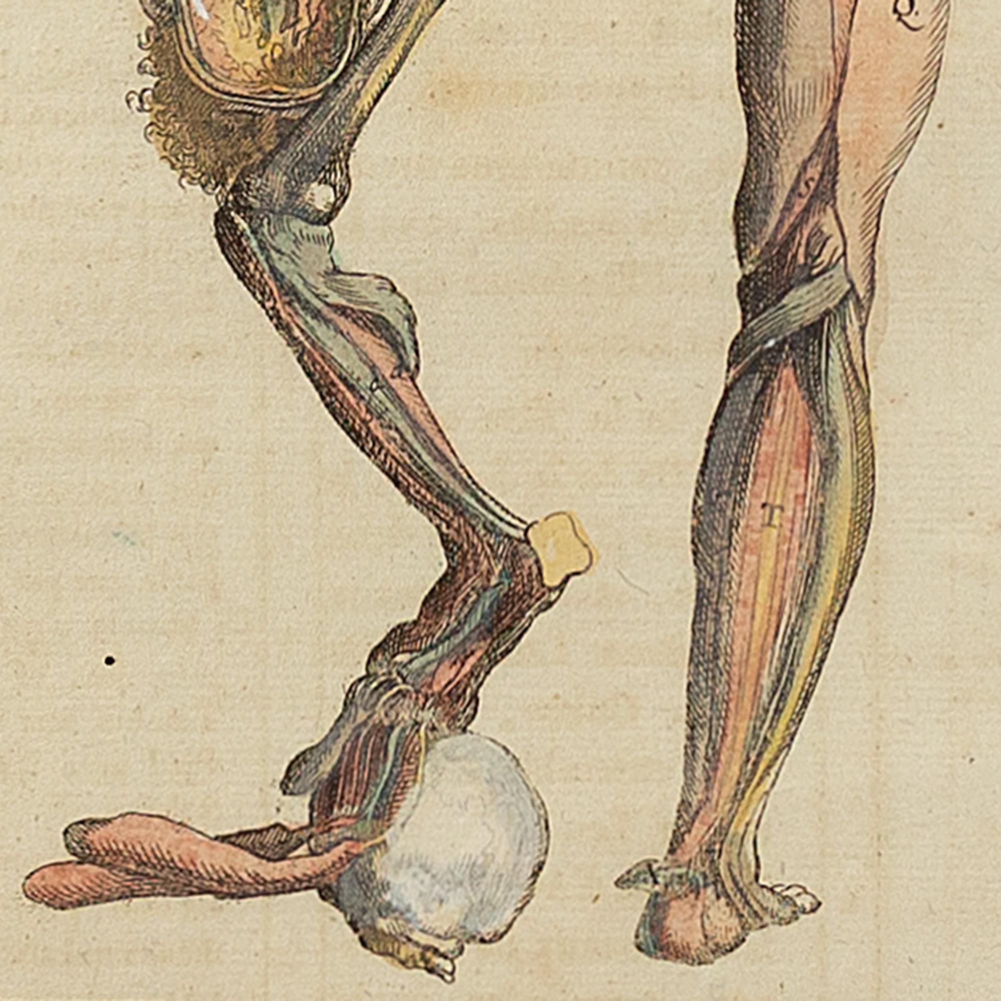 François Tortebat, 18th-Century Anatomical Engraving 5