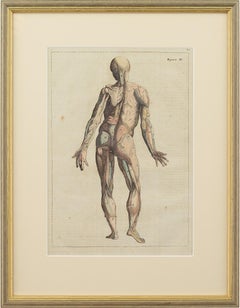 François Tortebat, 18th-Century Anatomical Engraving