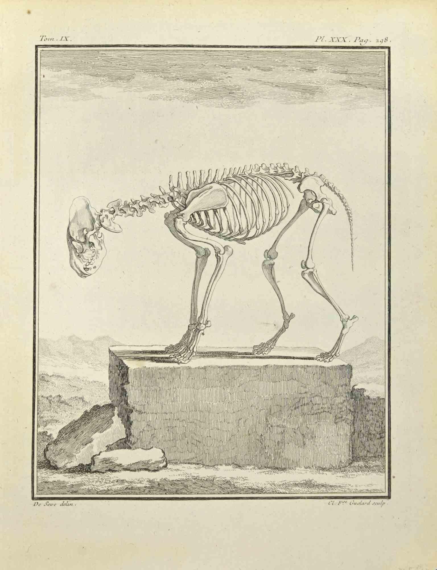 The Skeleton is an etching realized in 1771 by F. Guelard.

Titled and Signed on the plate.

The artwork Belongs to the suite "Histoire naturelle, générale et particulière avec la description du Cabinet du Roi". Paris: Imprimerie Royale, 1749-1771.