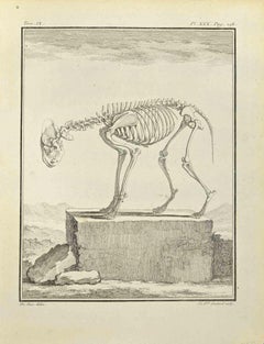 Das Skelett - Radierung von Françoise Guelard - 1771