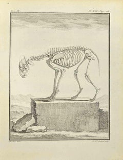 The Skeleton - Etching by Françoise Guelard - 1771