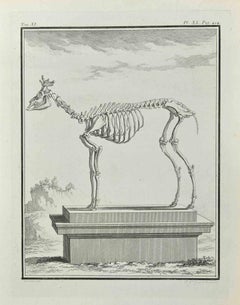 Antique The Skeleton - Etching by Françoise Guelard - 1771