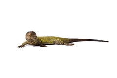 Franz Bergman Vienna Bronze Lizard Sculpture, Cold-Painted, 1900s