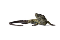 Franz Bergman Vienna Bronze Lizard Sculpture, Cold-Painted, 1900s