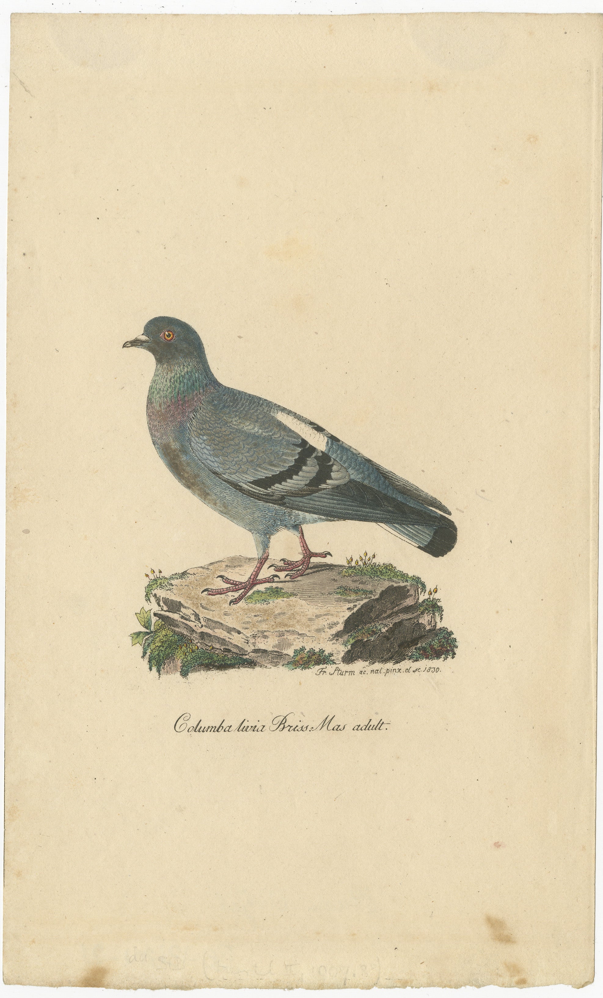 This illustration depicts a pigeon (Columba livia), titled 
