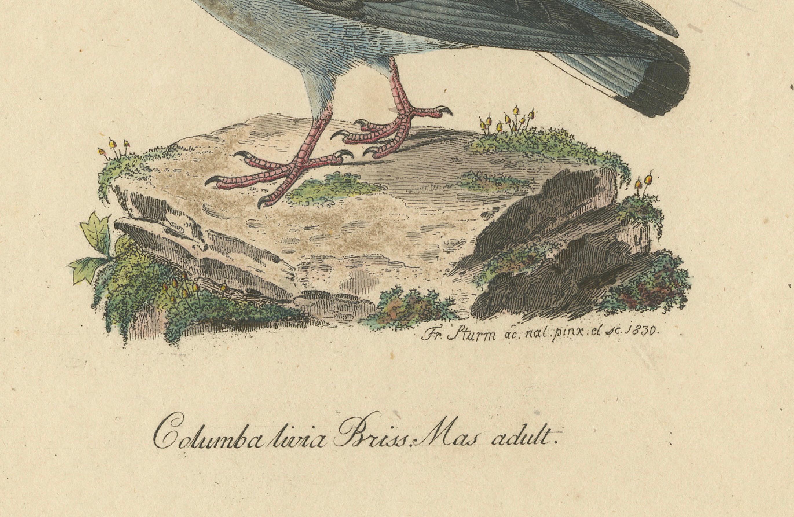 Franz Sturm's 1830 Illustration of the Adult Male Rock Dove (Columba livia) In Good Condition For Sale In Langweer, NL