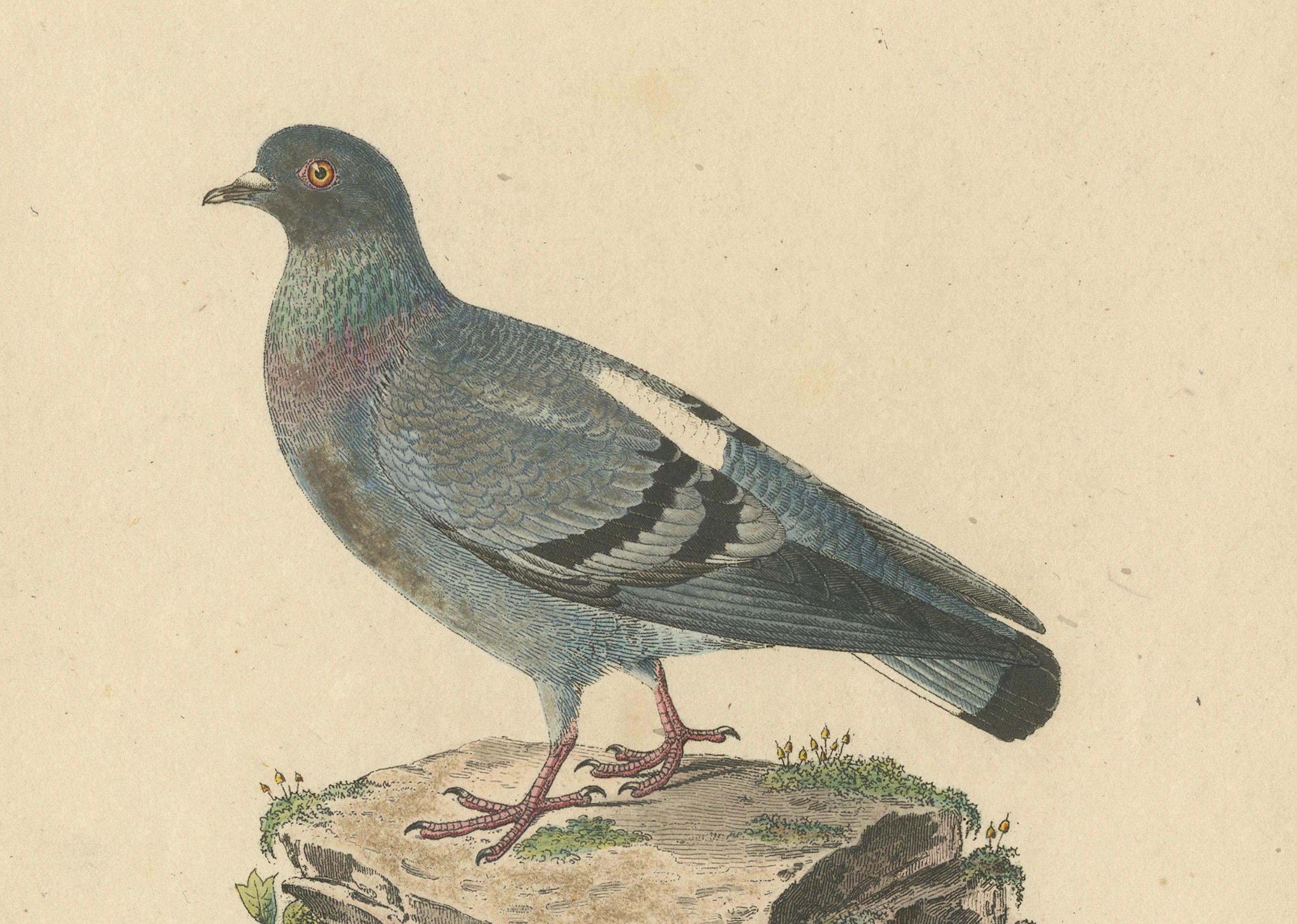 Mid-19th Century Franz Sturm's 1830 Illustration of the Adult Male Rock Dove (Columba livia) For Sale