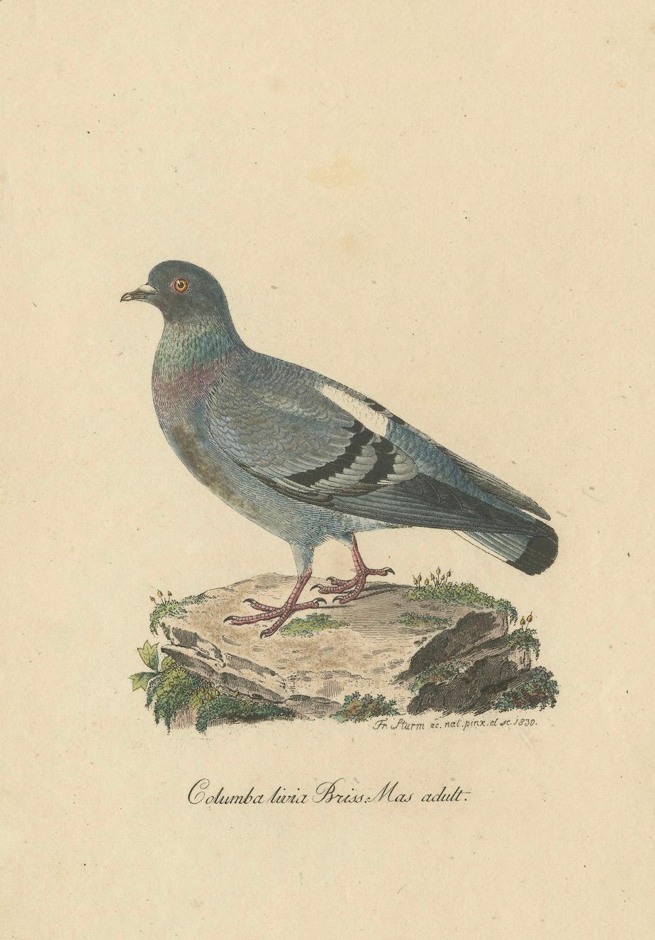 Paper Franz Sturm's 1830 Illustration of the Adult Male Rock Dove (Columba livia) For Sale