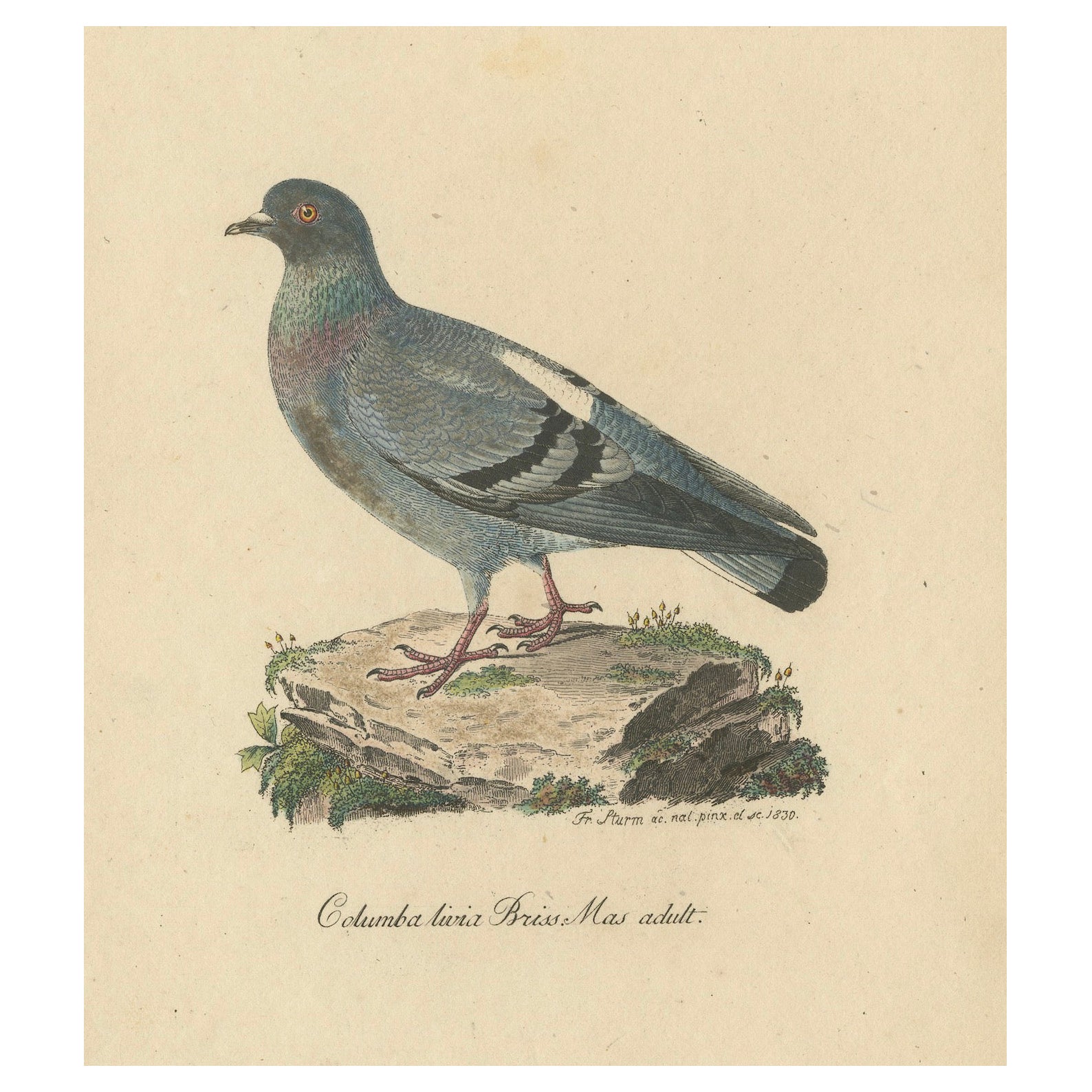 Ilustración de 1830 de Franz Sturm de un macho adulto de paloma bravía (Columba livia) en venta