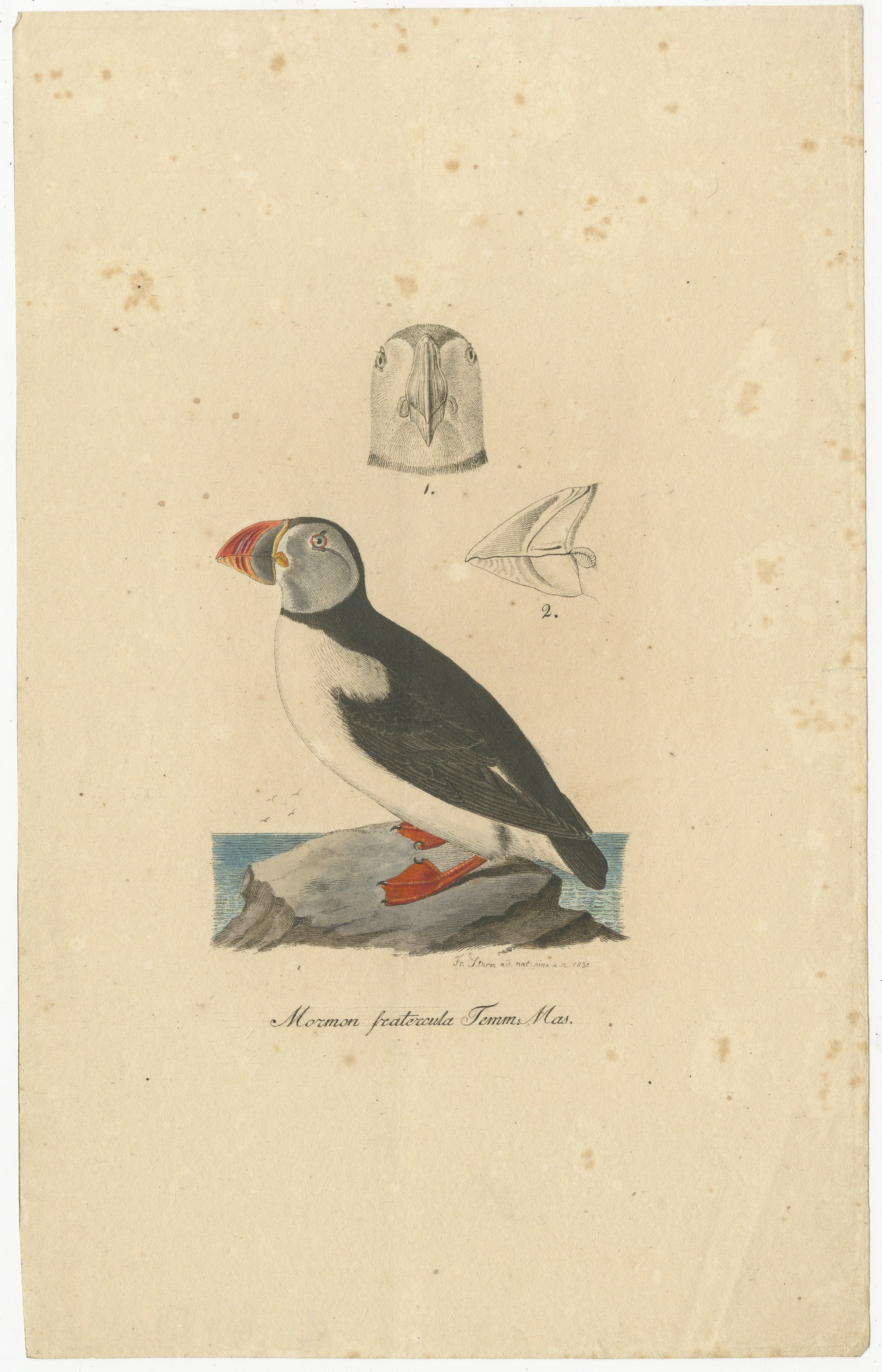 This illustration depicts a puffin, identified in the Latin inscription as Mormon fratercula, now more commonly known as the Atlantic puffin (Fratercula arctica). 

The artist is Franz (Friedrich) Sturm, as noted by the inscription at the bottom,
