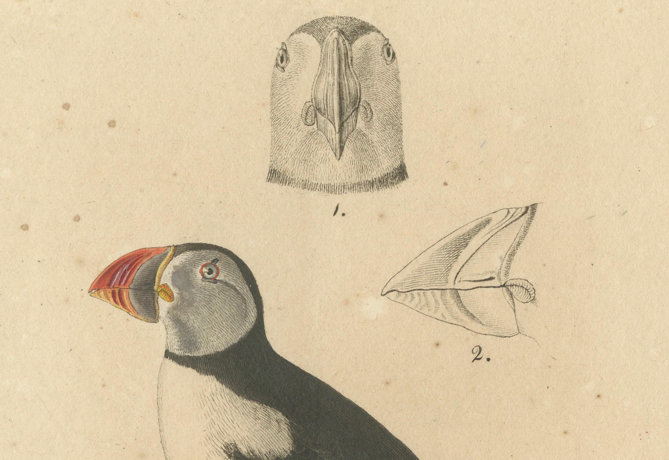 Mid-19th Century Franz Sturm's 1830 Illustration of the Atlantic Puffin (Mormon fratercula)