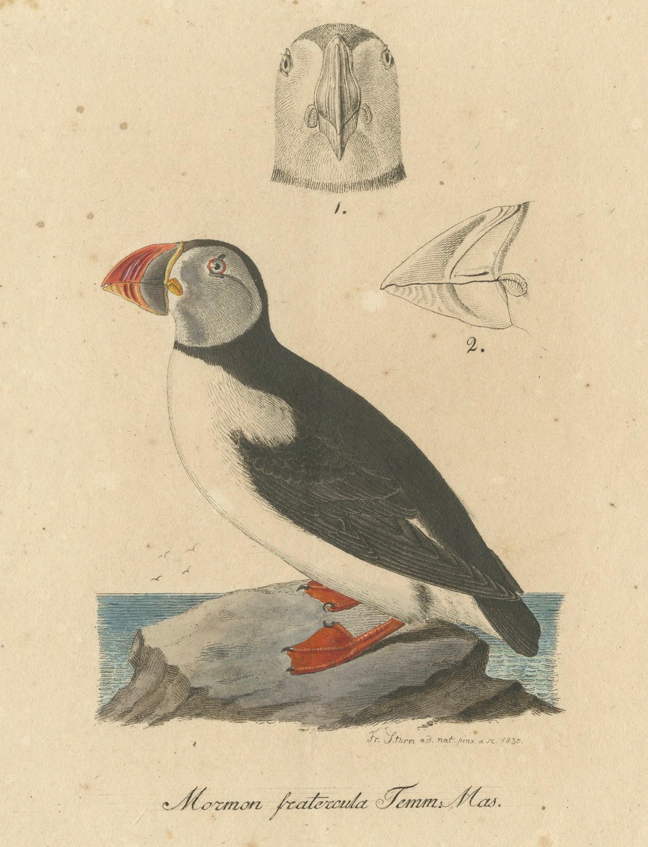 Paper Franz Sturm's 1830 Illustration of the Atlantic Puffin (Mormon fratercula)