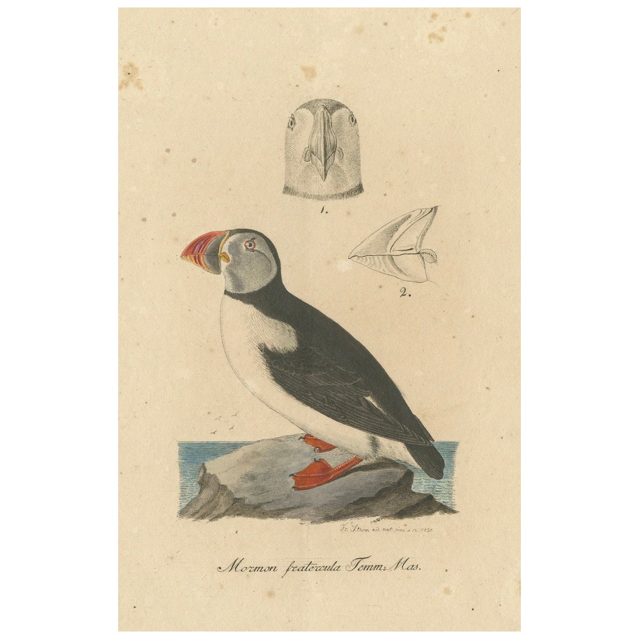 Franz Sturm's 1830 Illustration of the Atlantic Puffin (Mormon fratercula)