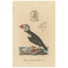 Franz Sturm's 1830 Illustration of the Atlantic Puffin (Mormon fratercula)