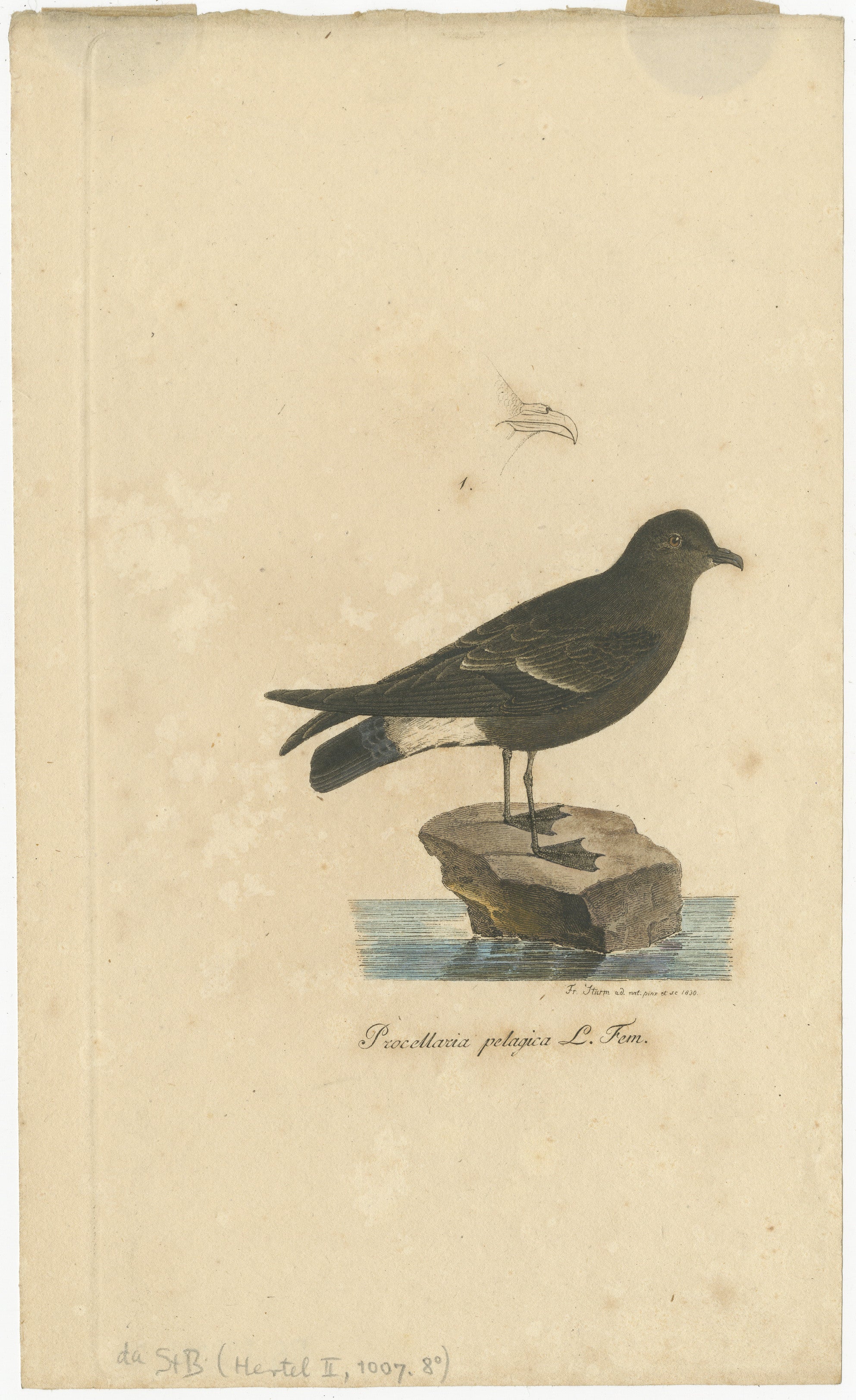 This illustration by Franz Sturm shows the female Procellaria pelagica, commonly known as the European storm petrel. The Latin inscription indicates this is the female specimen (L. Fem.). The artwork is signed “Fr. Sturm ex nat. pinx. et sc. 1830,”