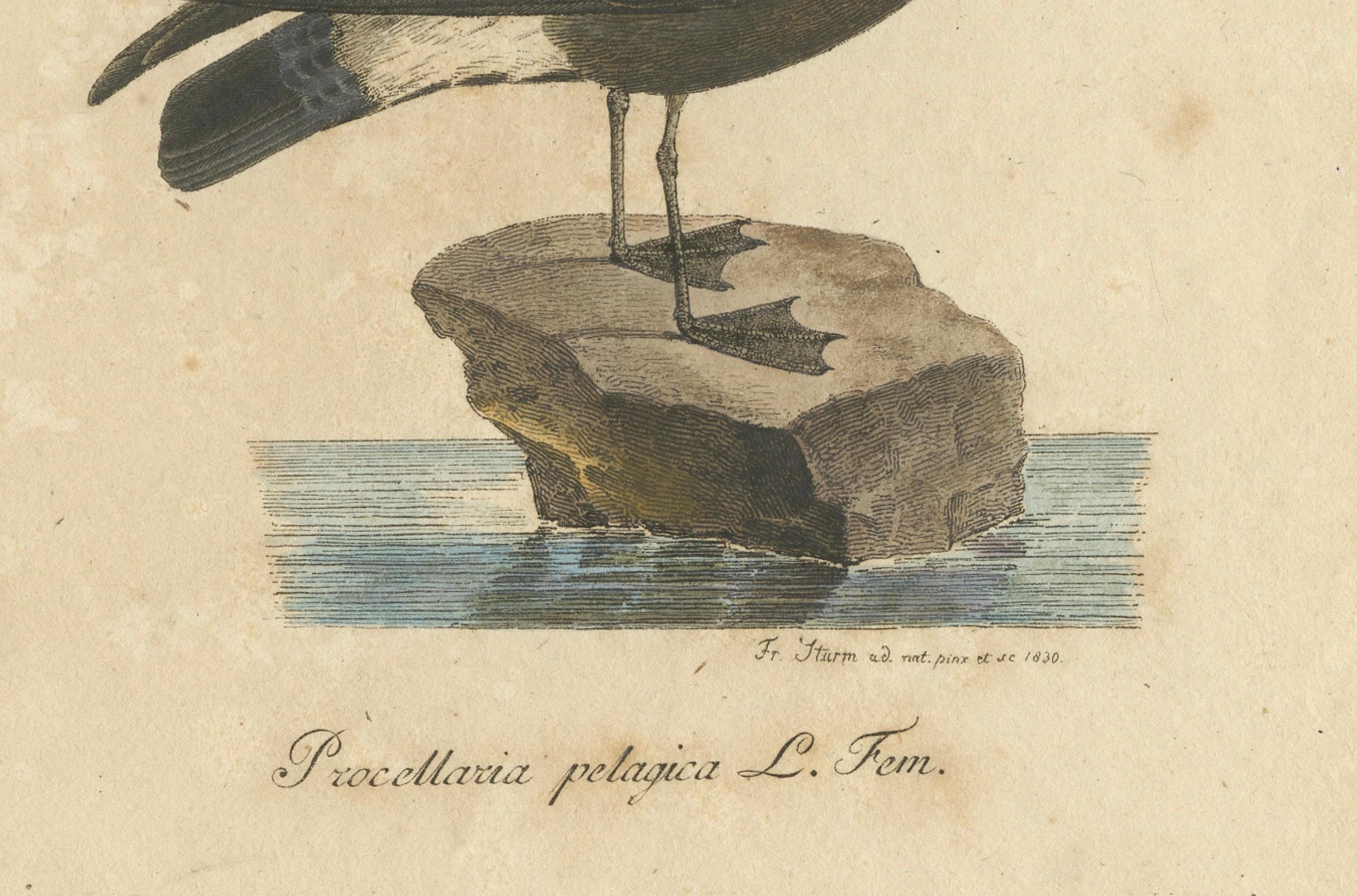 Franz Sturm's Illustration: a European Storm Petrel (Procellaria pelagica) 1830 In Fair Condition For Sale In Langweer, NL