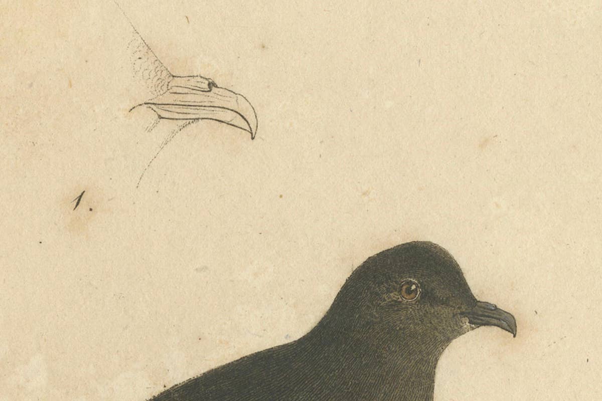 Franz Sturm's Illustration: a European Storm Petrel (Procellaria pelagica), 1830