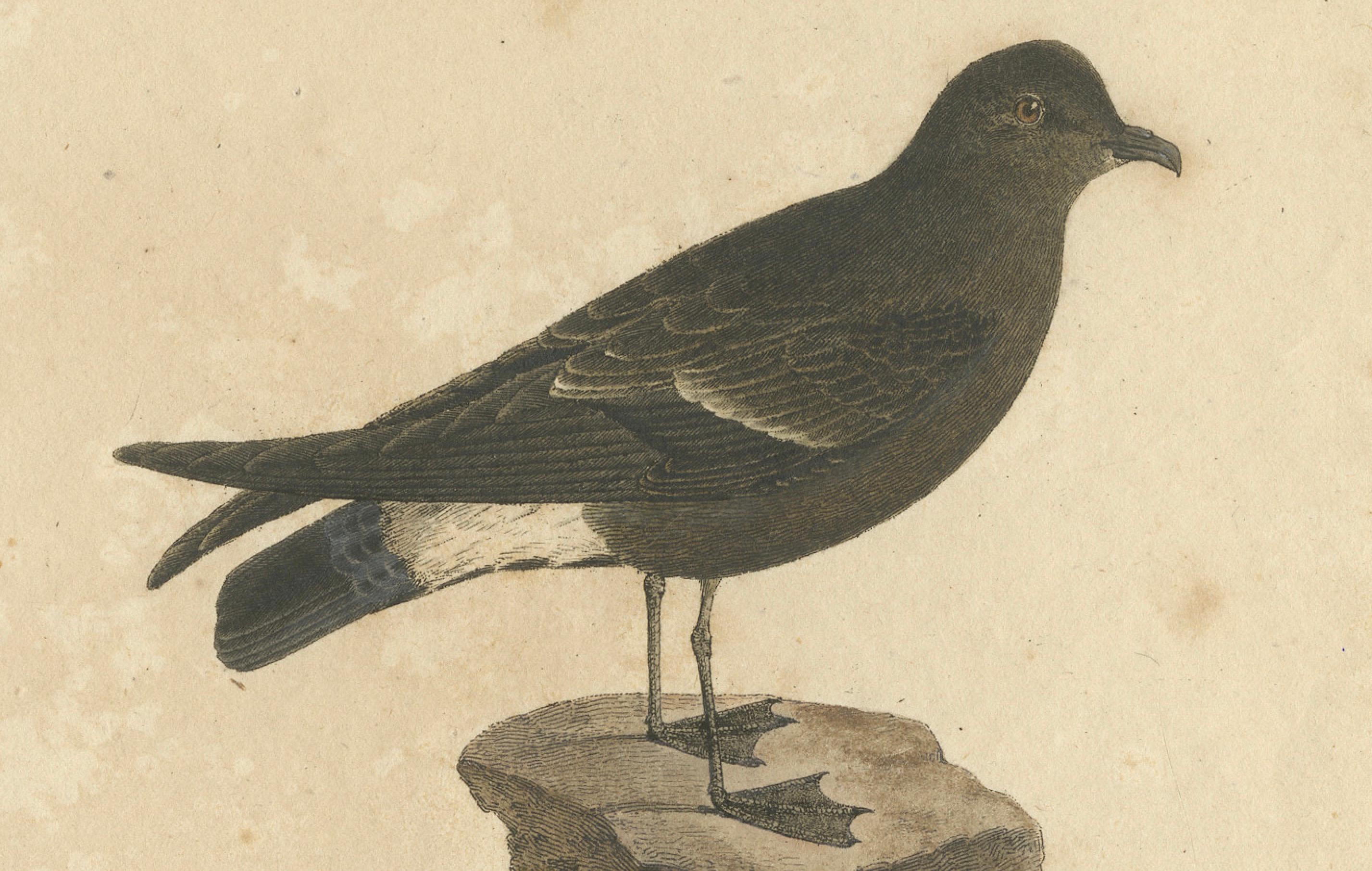 Paper Franz Sturm's Illustration: a European Storm Petrel (Procellaria pelagica) 1830 For Sale