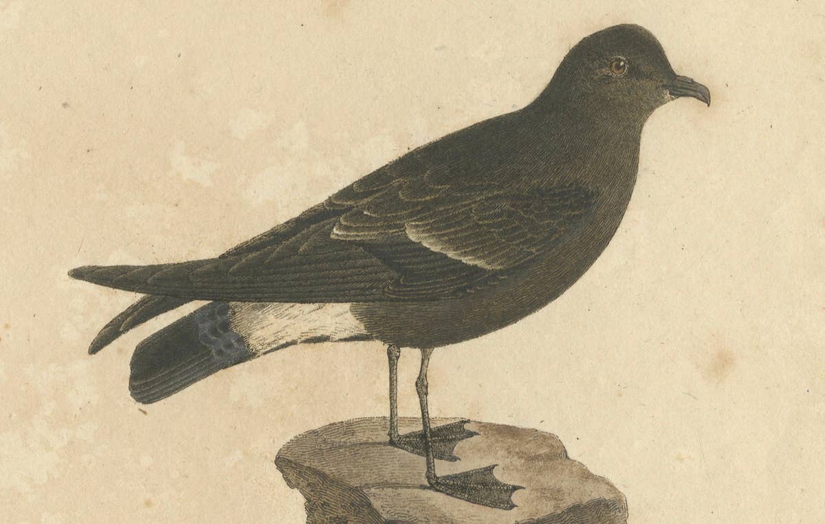 Franz Sturm's Illustration: a European Storm Petrel (Procellaria pelagica), 1830
