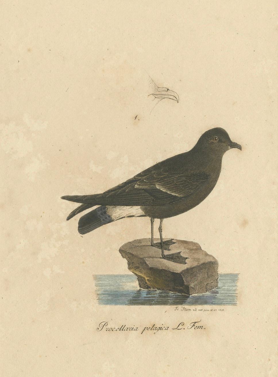 Franz Sturm's Illustration: a European Storm Petrel (Procellaria pelagica) 1830 For Sale 1