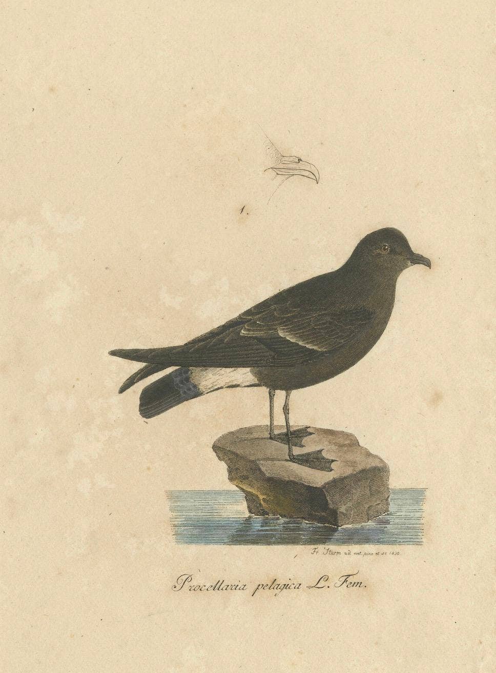Franz Sturm's Illustration: a European Storm Petrel (Procellaria pelagica), 1830