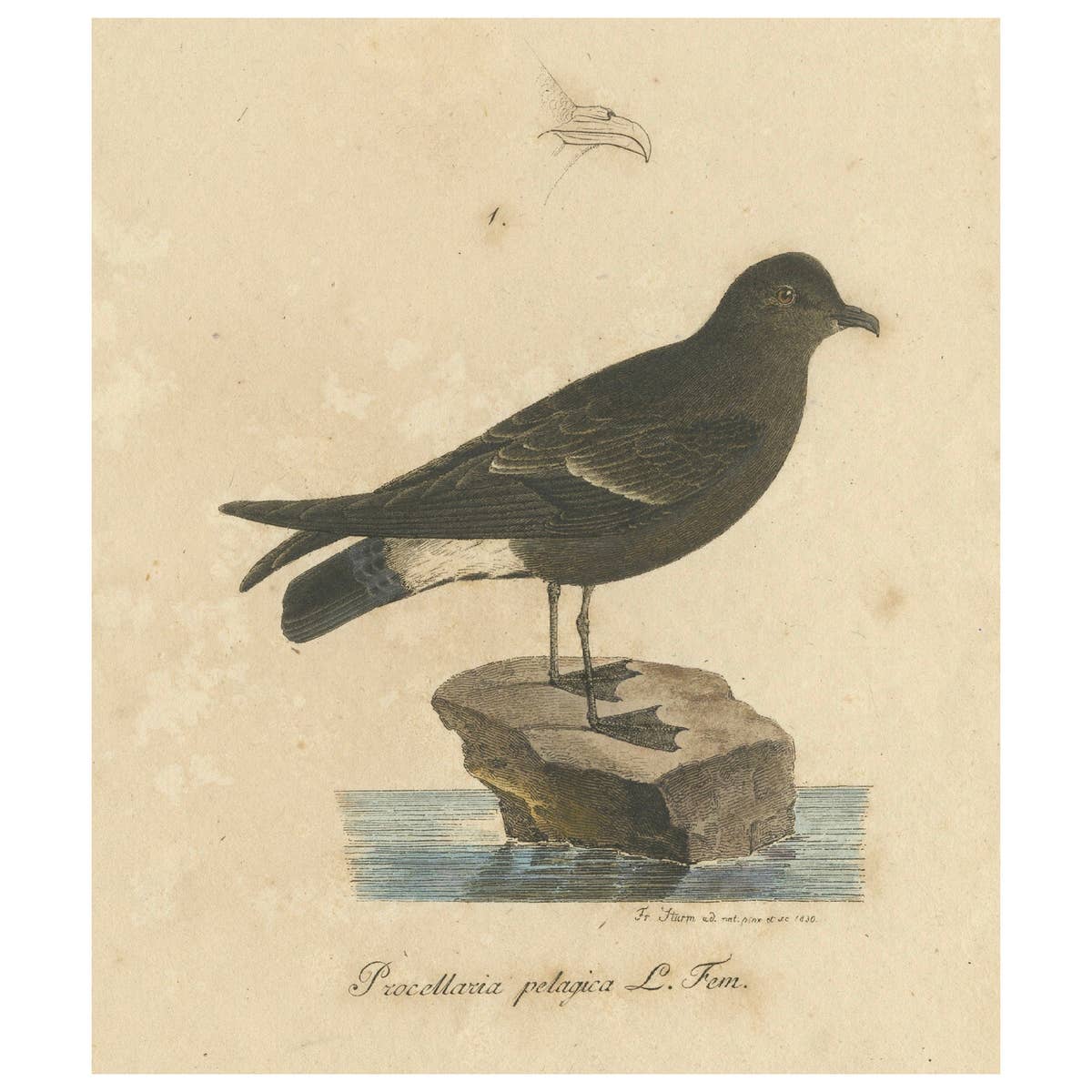 Franz Sturm's Illustration: a European Storm Petrel (Procellaria pelagica), 1830