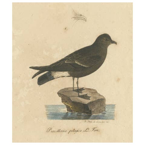 Franz Sturm's Illustration: a European Storm Petrel (Procellaria pelagica), 1830