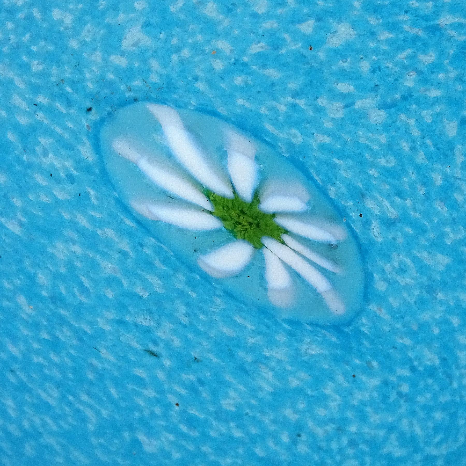 Hand-Crafted Fratelli Toso Murano Blue Daisy Flower Satin Glass Italian Art Glass Paperweight