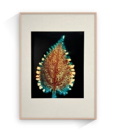 "Foglia di ortica", Kirlean Fotografia, elettrofotografia, pezzo unico, Botanica