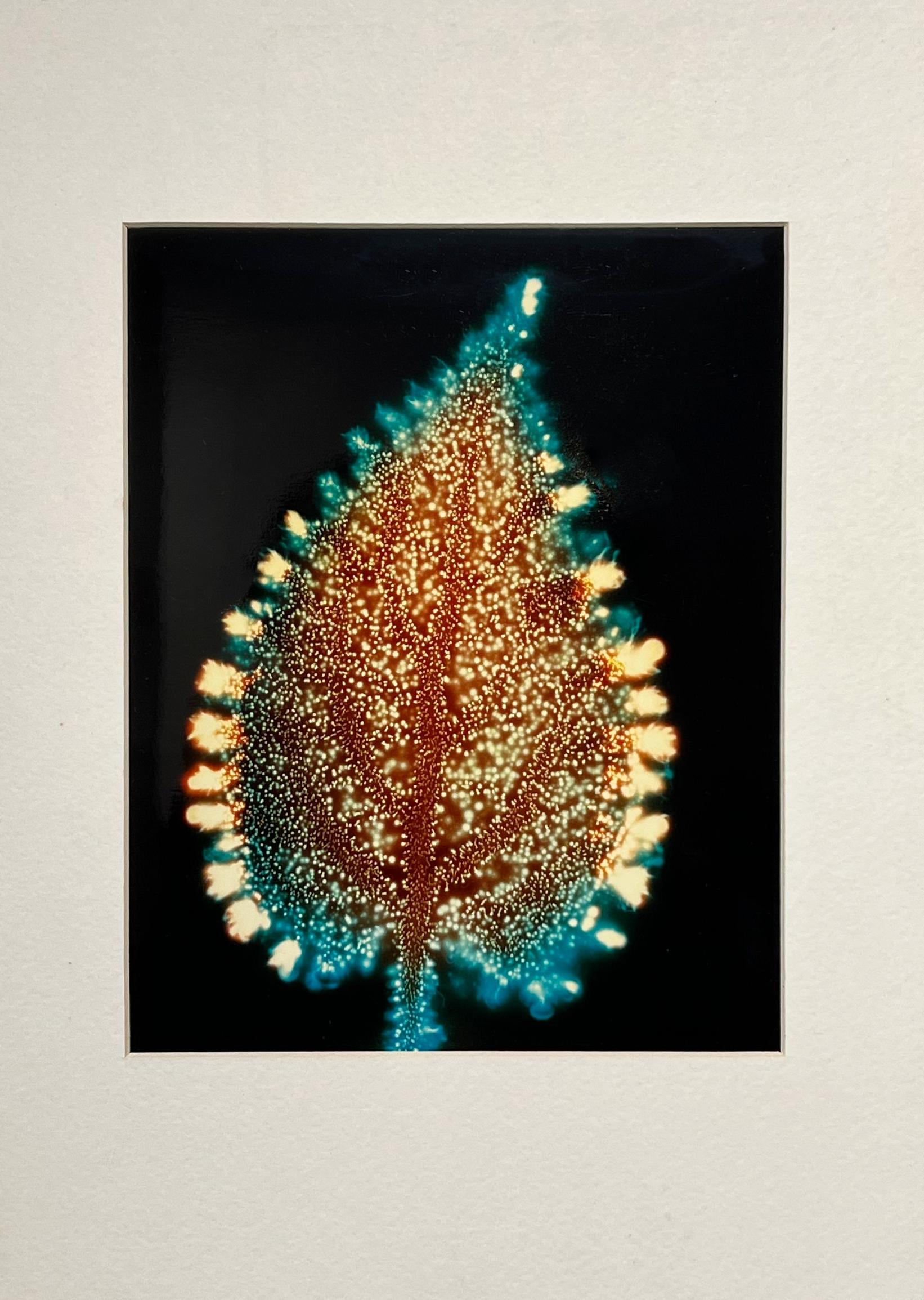 „Blumenblatt“, Kirleanfotografie, Elektrofotografie, einzigartiges Stück, Botany