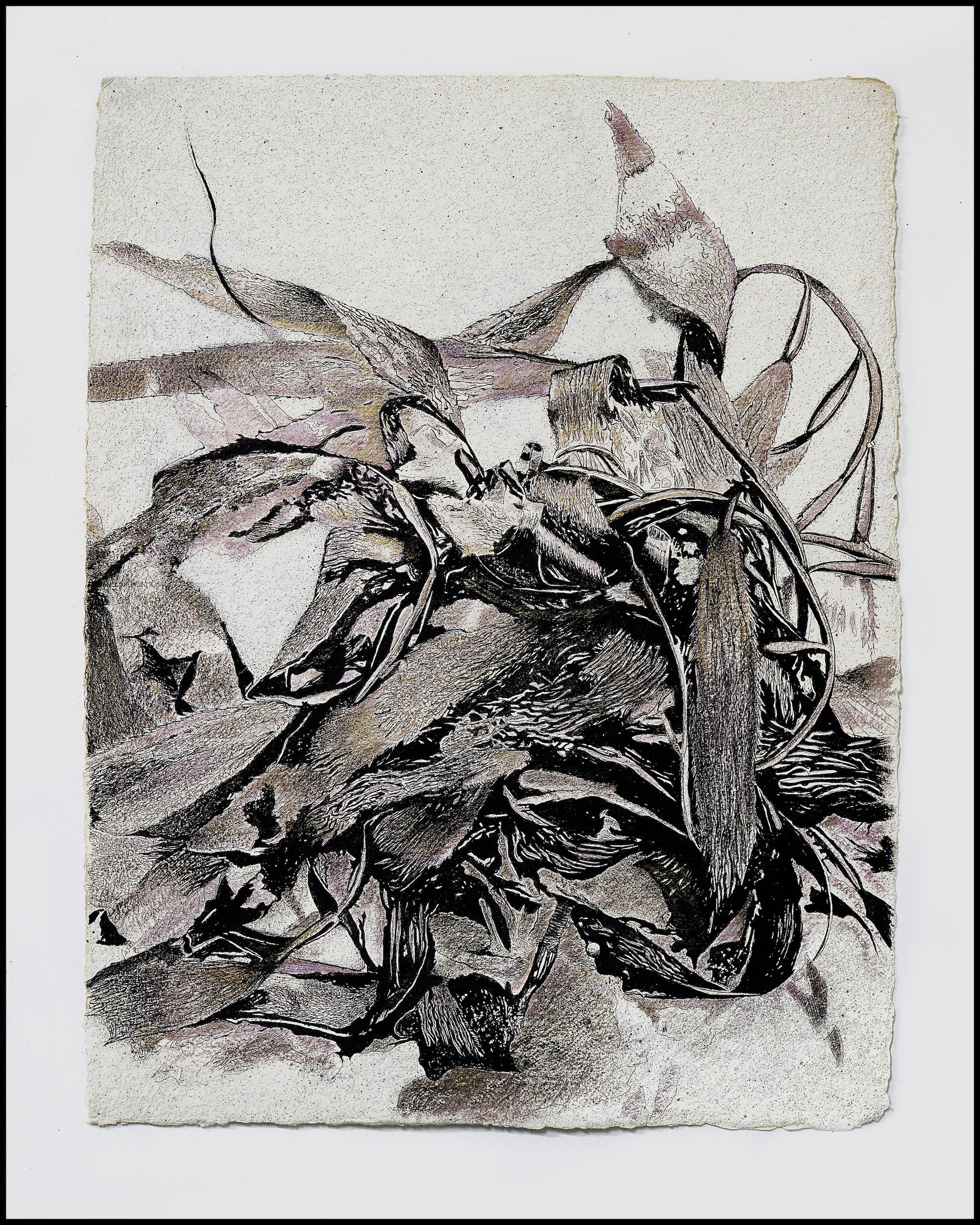 Alga Aligata No. 1 - seaweed kelp oceanic abstracted work on paper 1